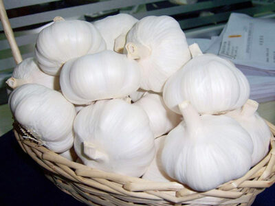Pure white garlic